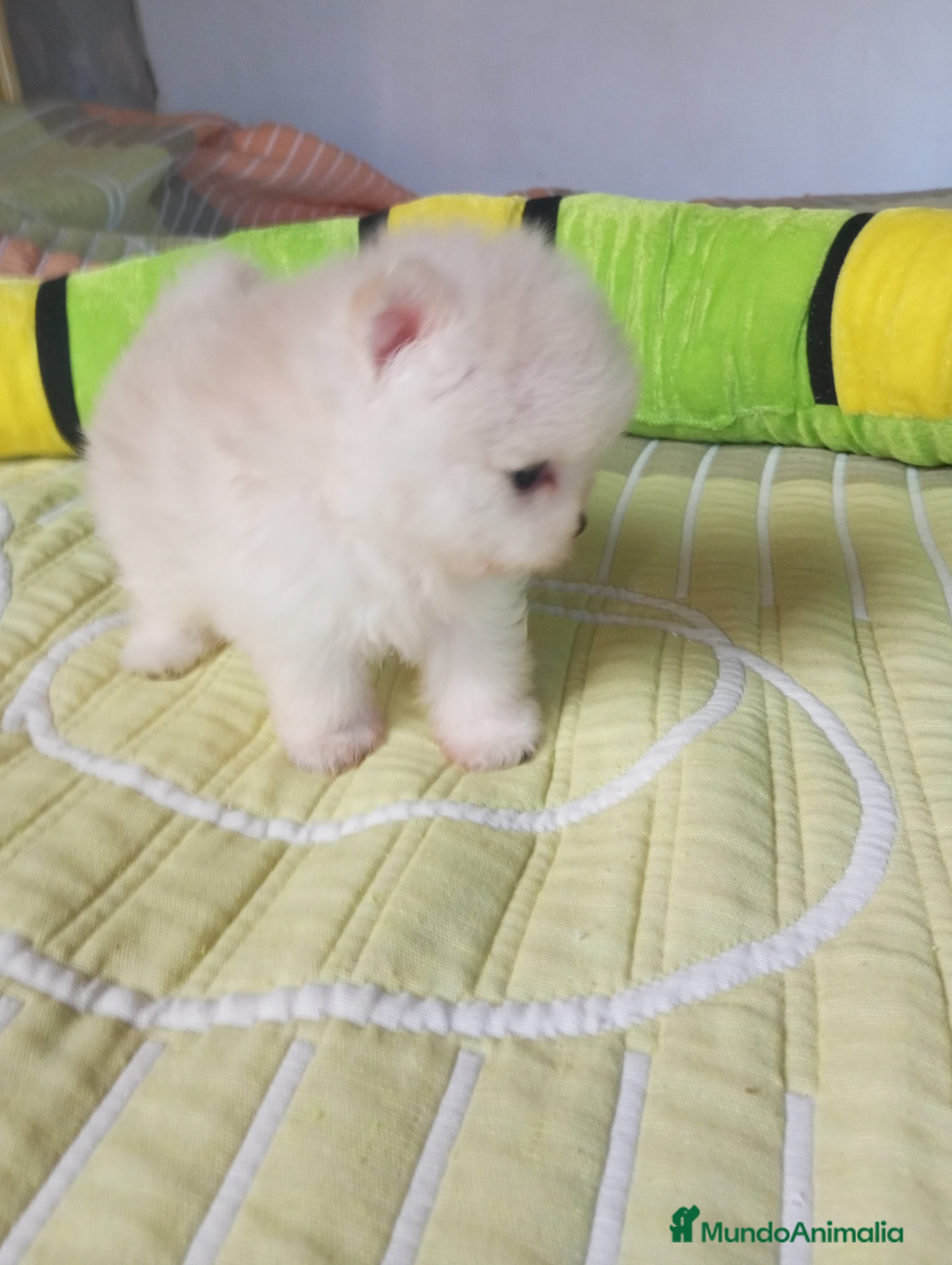 Pomerania perros Lulu pomerania  - Anuncio 1