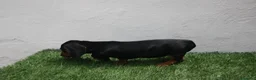 Teckel Miniatura perros en venta: Teckel Miniatura  - Anuncio 10