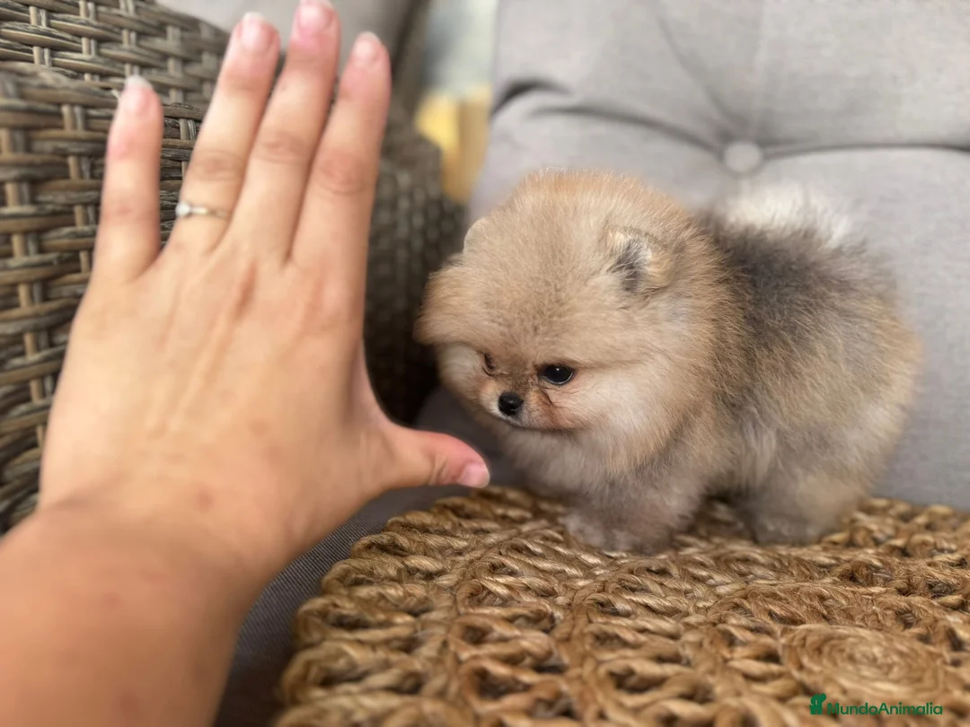 Pomerania perros en venta: POMERANIAS BEBES EXCLUSIVOS - Anuncio 6