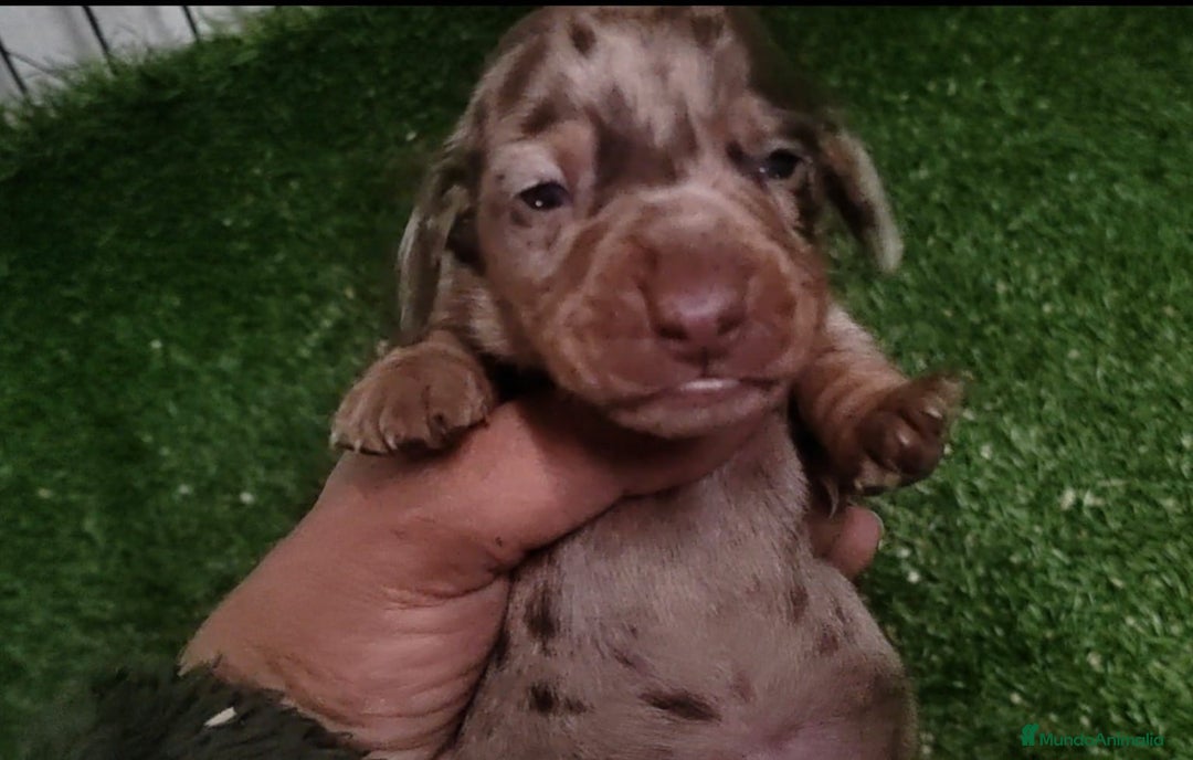 Teckel Miniatura perros en venta: Camada de Teckel Arlequin Miniatura - Anuncio 8