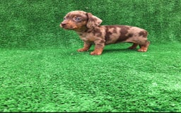 Teckel Miniatura perros en venta: TECKEL MINI ARLEQUIN - Imagen 1