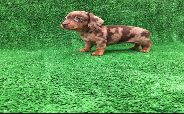 Teckel Miniatura perros - Anuncio 2