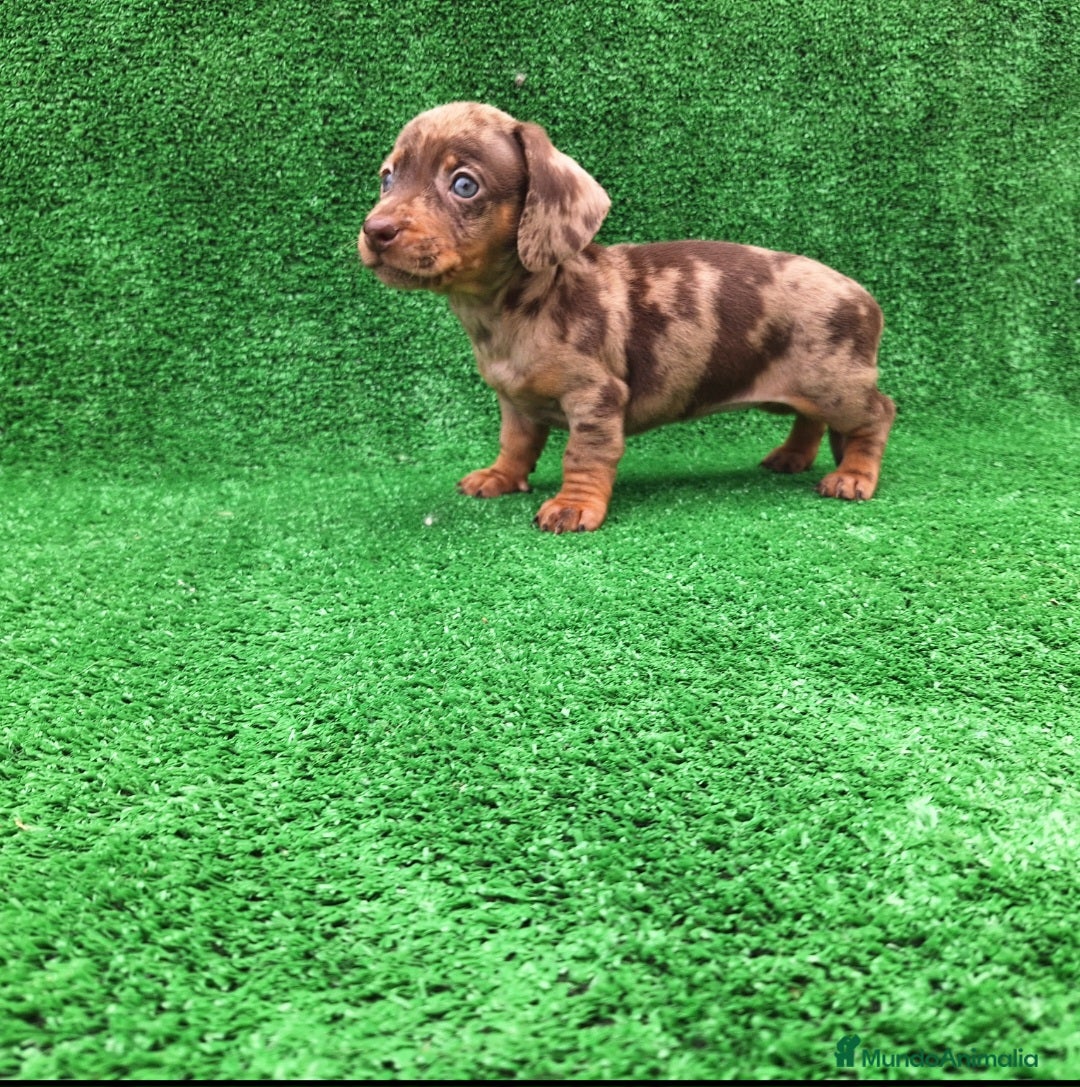 Teckel Miniatura perros en venta: TECKEL MINI ARLEQUIN - Imagen 1