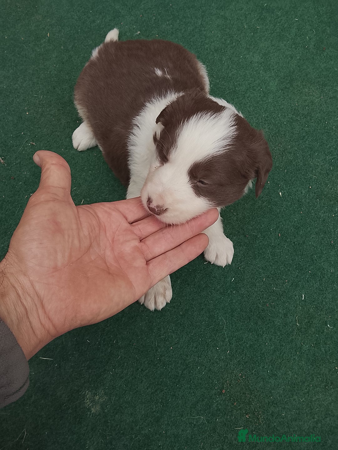 Border Collie perros en venta: Cachorros de border collie  - Anuncio 6