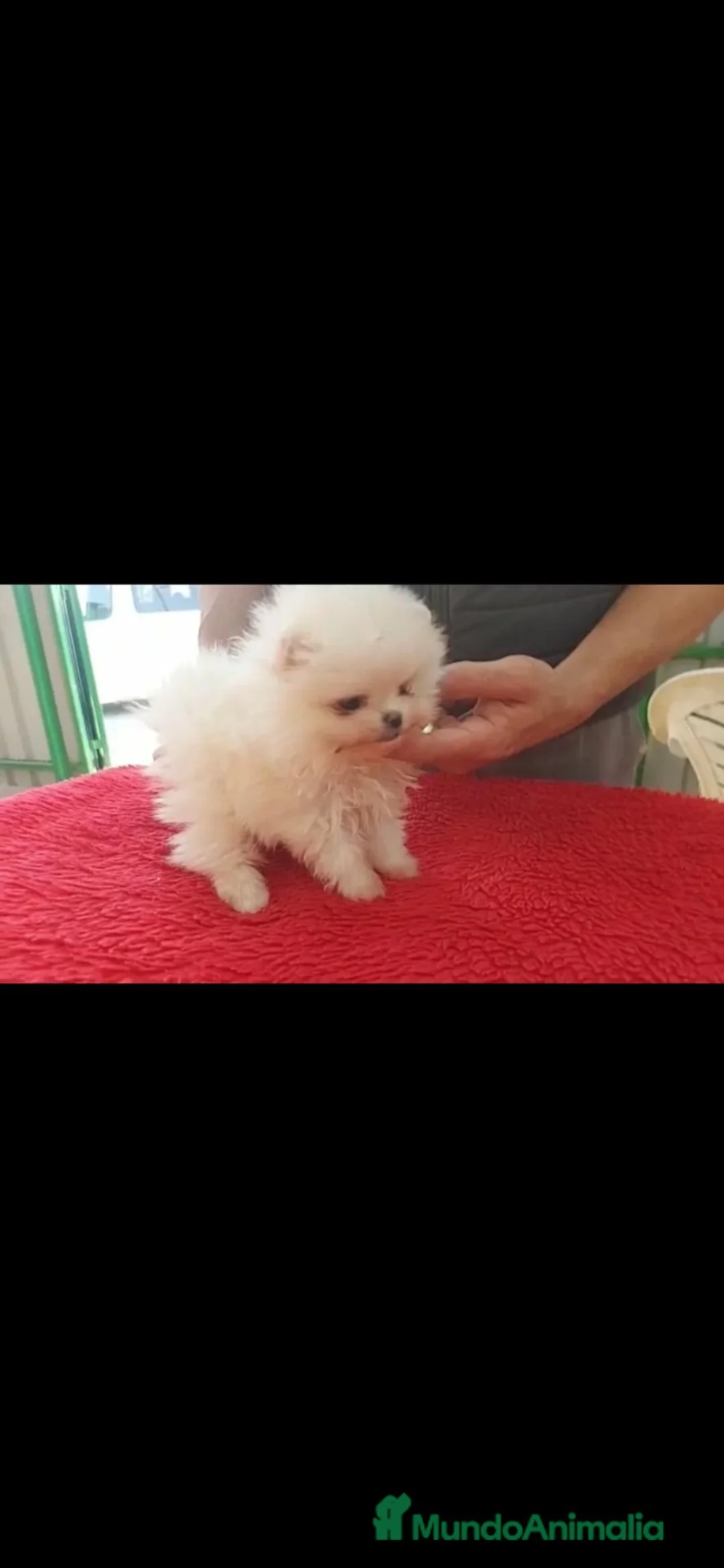 Pomerania perros en venta: Pomeranian - Anuncio 2