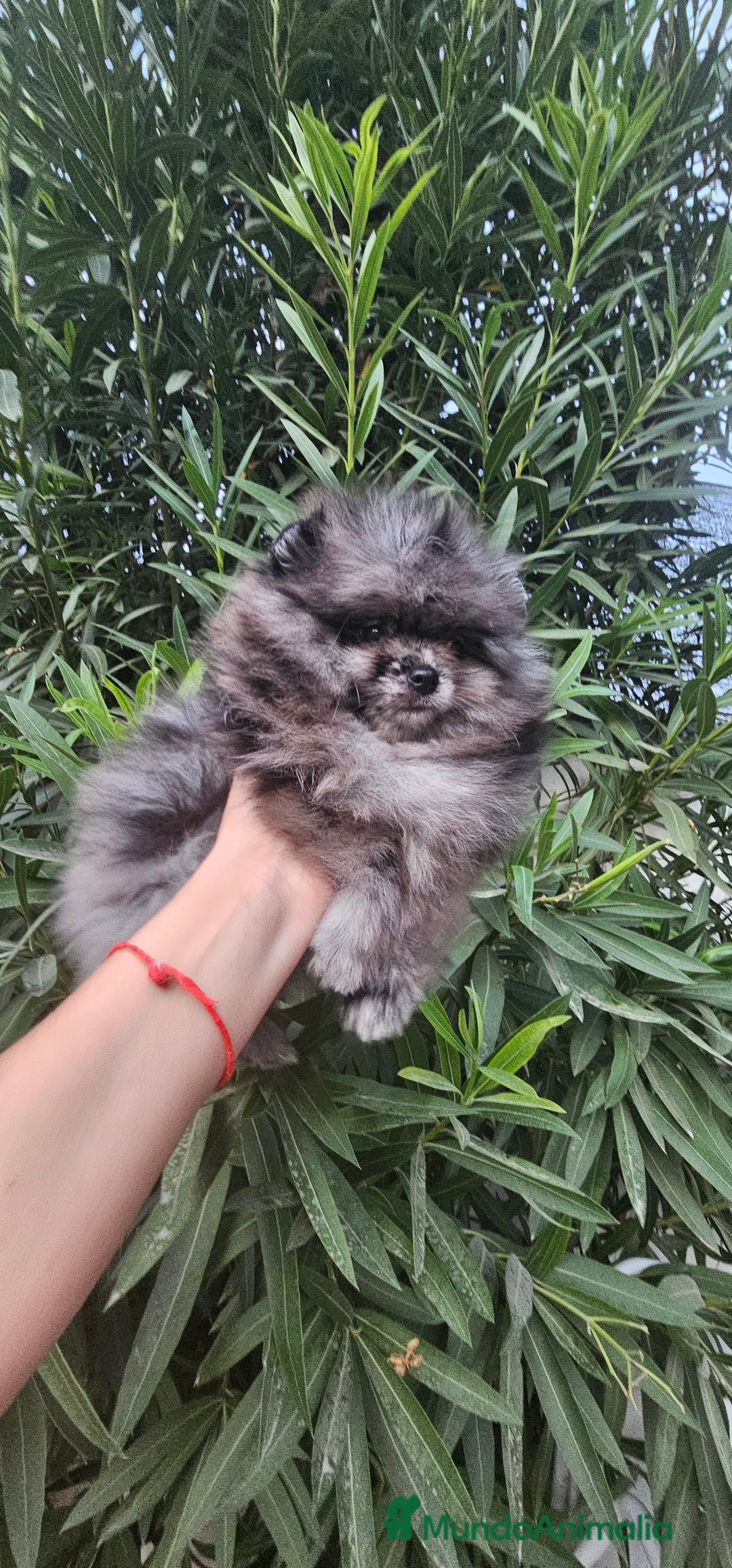 Pomerania perros en venta: Espectacular pomerania merle  - Imagen 5