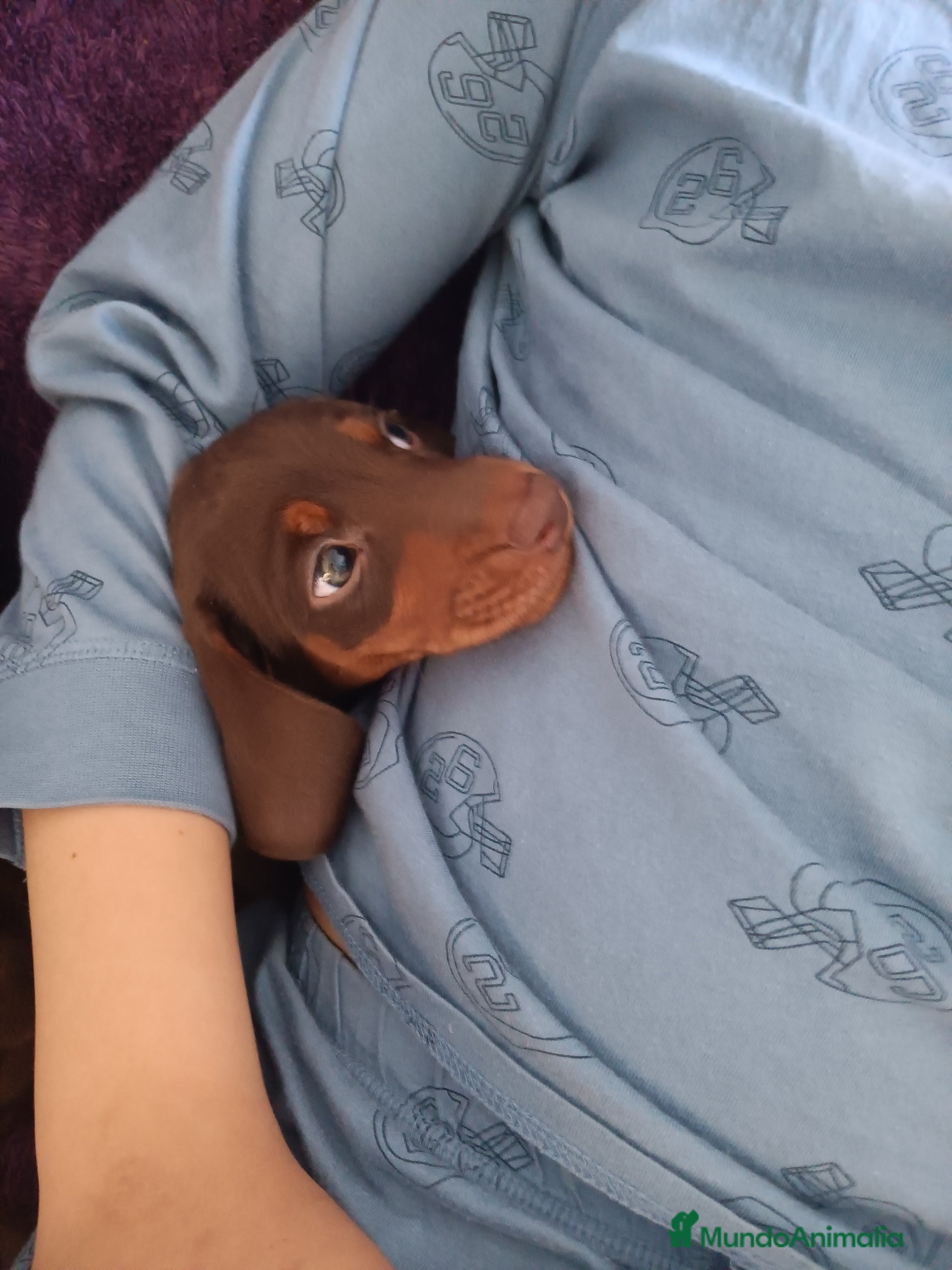 Teckel Miniatura perros Teckels Mini Chocolate - Anuncio 1