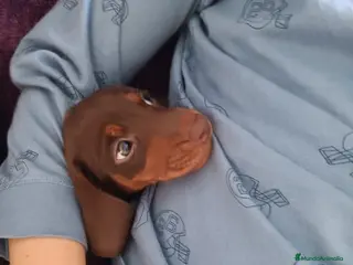 Teckel Miniatura perros Teckels Mini Chocolate - Anuncio 1