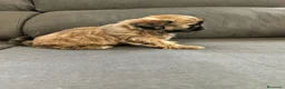Shih Tzu perros en venta: Shith Tzu  - Anuncio 8
