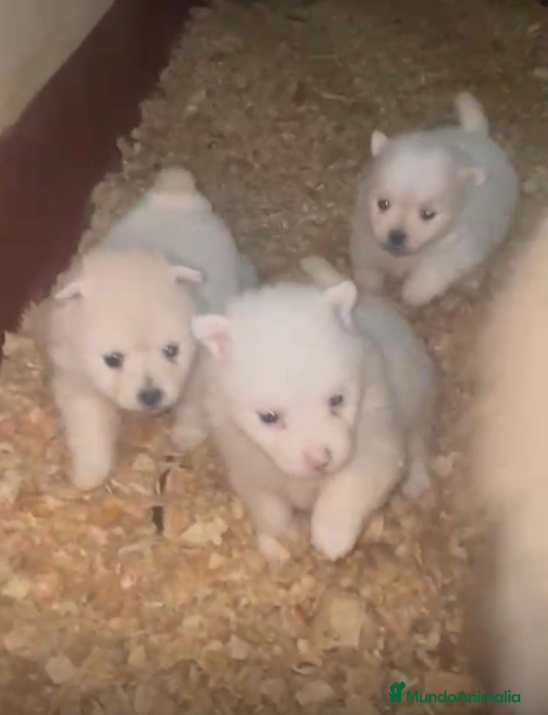 Pomerania perros en venta: Lulu pomerania toy  - Anuncio 13