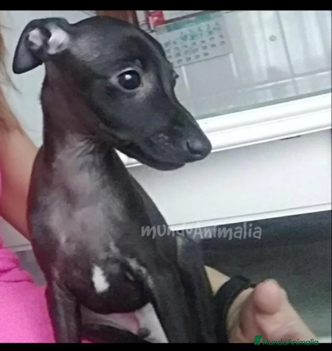 Imagen de galería {{count}}