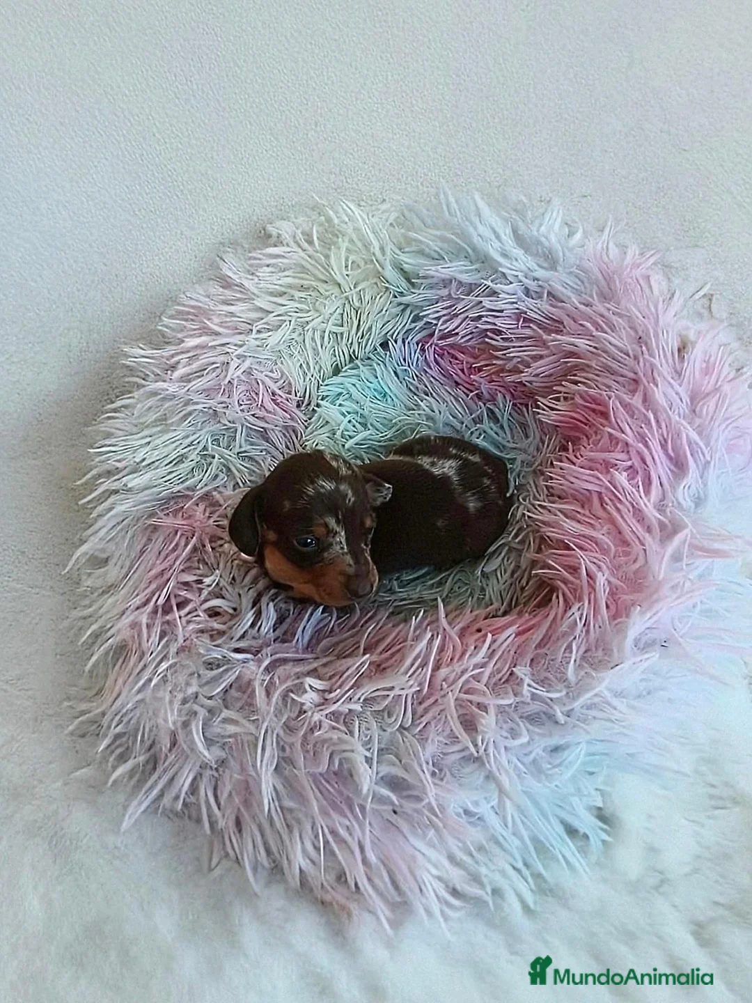 Teckel Miniatura perros en venta: TECKEL HEMBRITA MINIATURA ARLEQUIN  - Anuncio 1