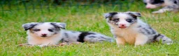 Border Collie perros en venta: camada de border collie  - Anuncio 30