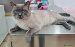 Siamés gatos en venta: Siamés  - Imagen 8