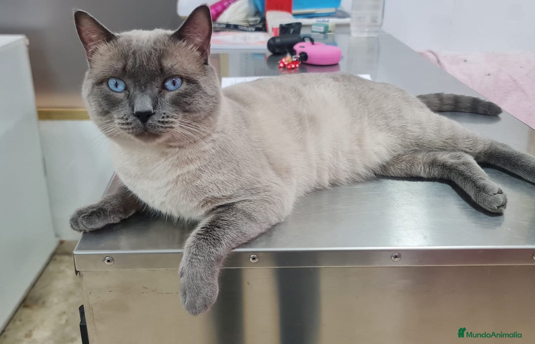 Siamés gatos en venta: Siamés  - Imagen 8