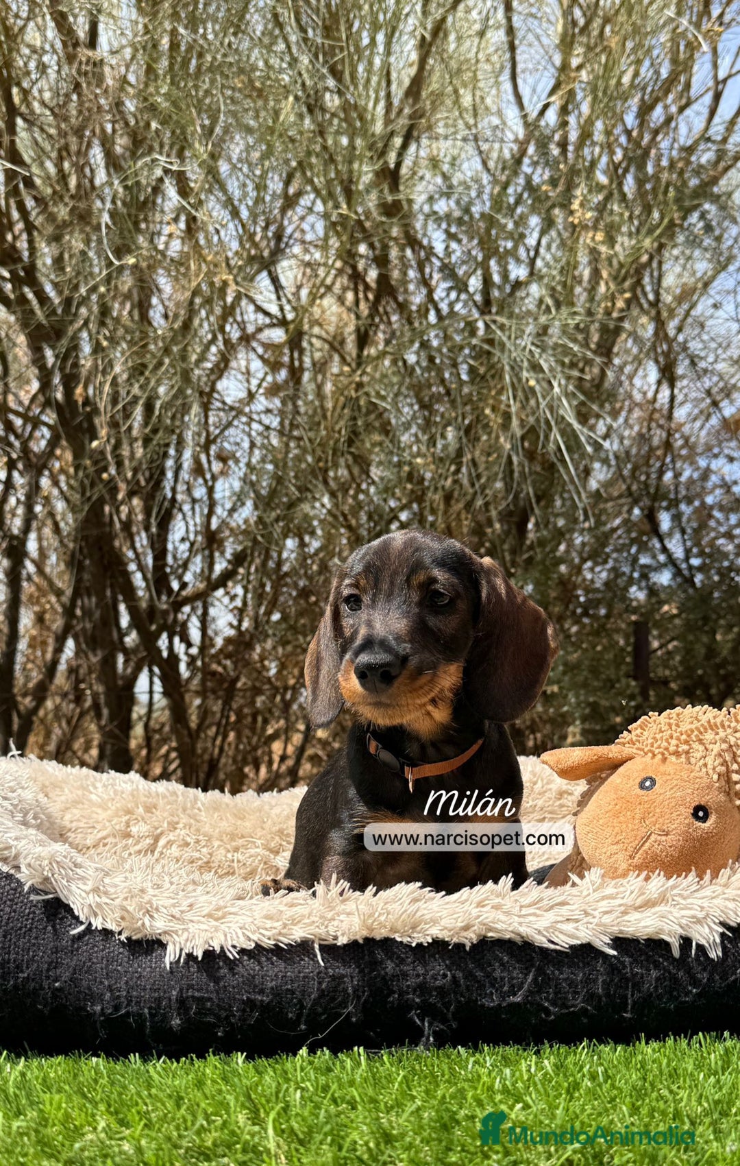 Teckel Miniatura perros en venta: TECKEL PELO DURO - Imagen 1