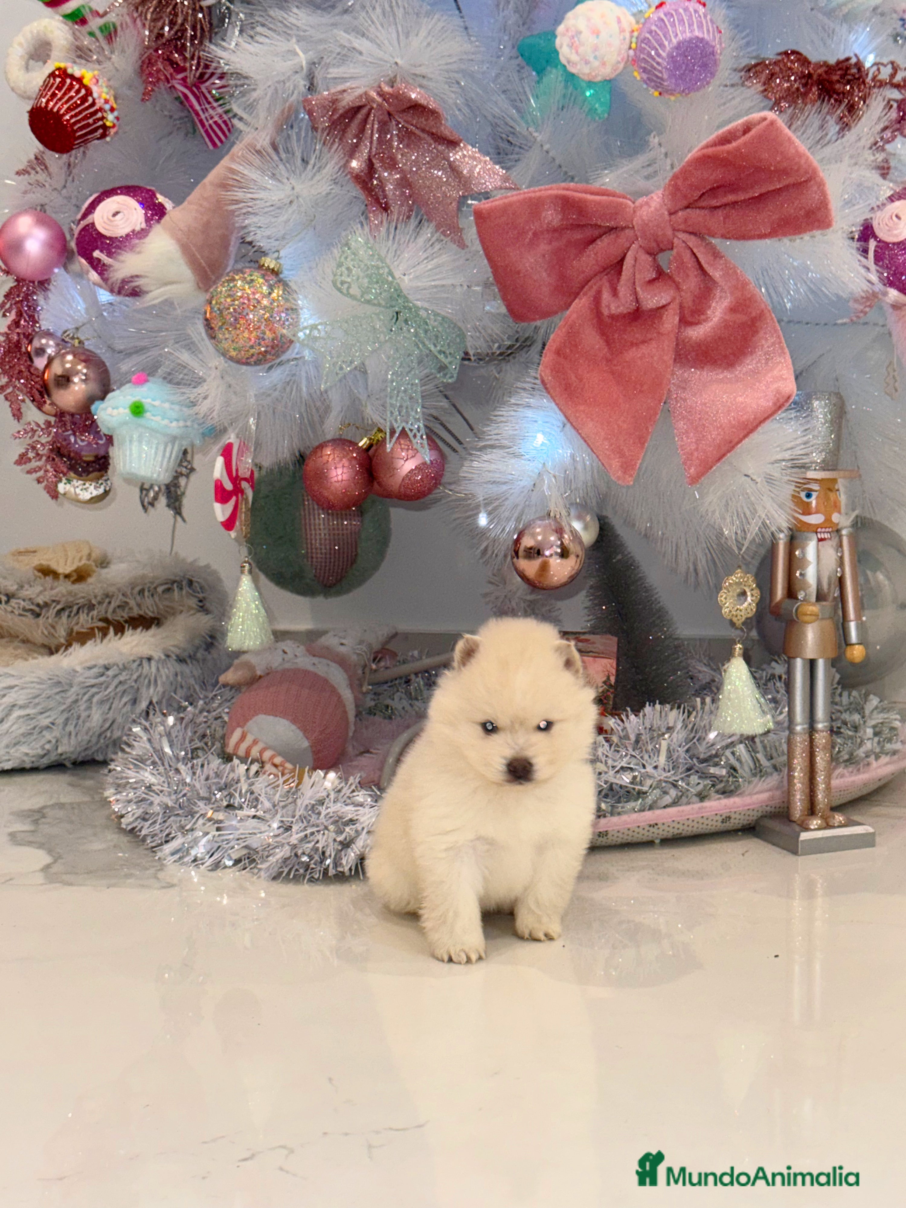 Pomsky perros Pomsky mini huskys ojos azules  - Anuncio 7