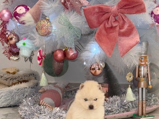 Pomsky perros Pomsky mini huskys ojos azules - Anuncio 18