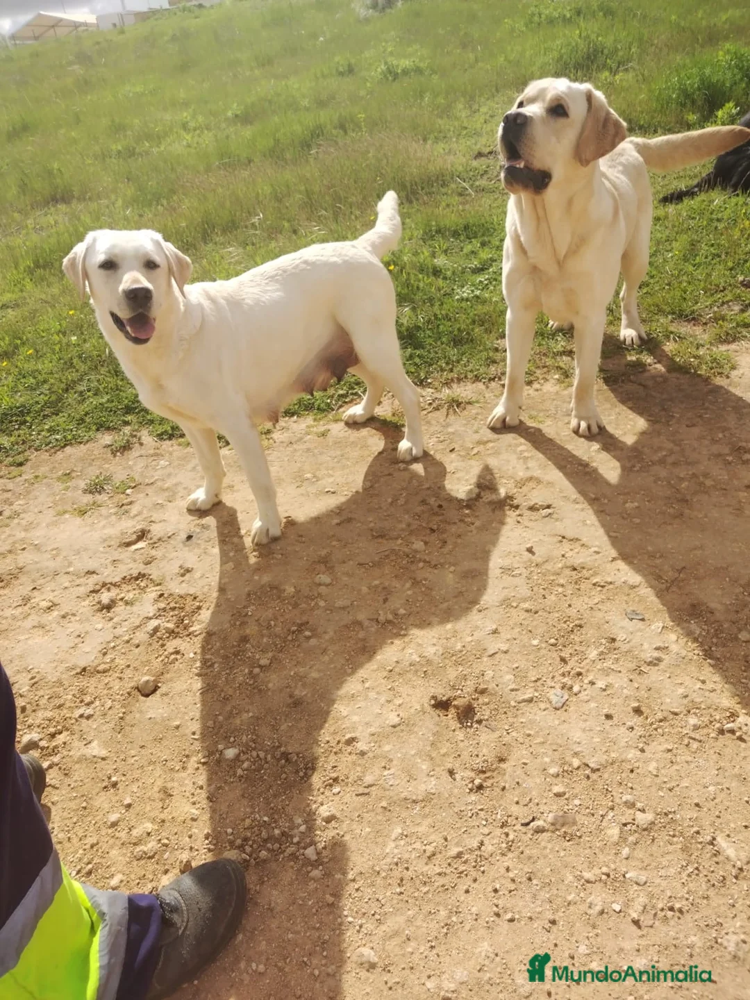 Labrador Retriever perros en venta: CACHORROS DE LABRADOR  - Anuncio 1