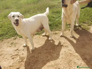 Labrador Retriever perros CACHORROS DE LABRADOR - Anuncio 1