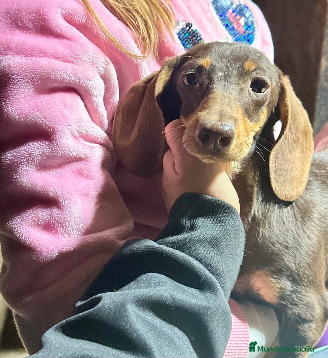 Teckel perros en venta: Cachorrito Miniatura chocolate - Anuncio 4