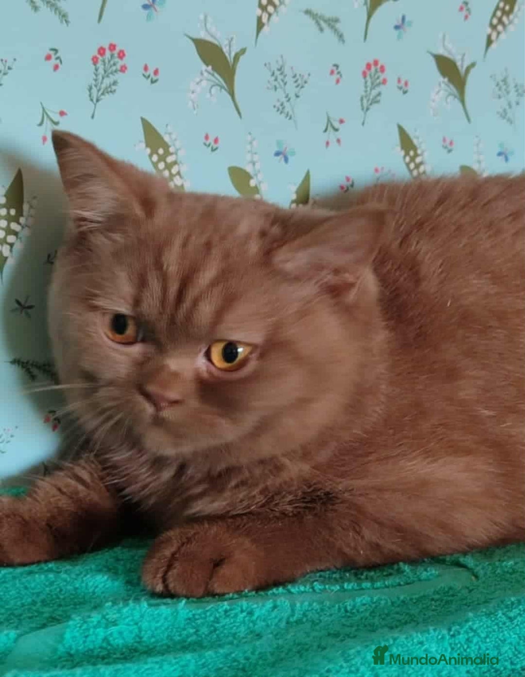 Británico de Pelo Largo gatos en venta: puppies british - Anuncio 3