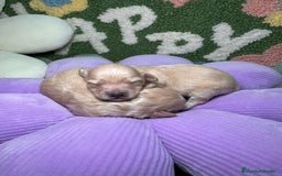 Maltipoo perros en venta: Maltipoo Mini Toy en Madrid - Imagen 1