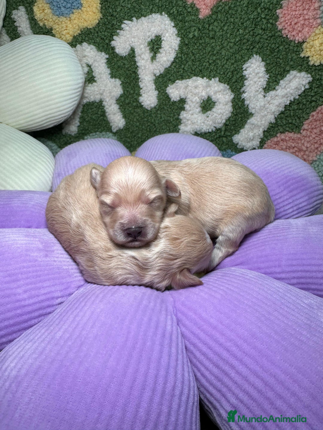 Maltipoo perros en venta: Maltipoo Mini Toy en Madrid - Imagen 1