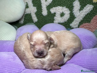 Maltipoo perros en Madrid - Anuncio 17