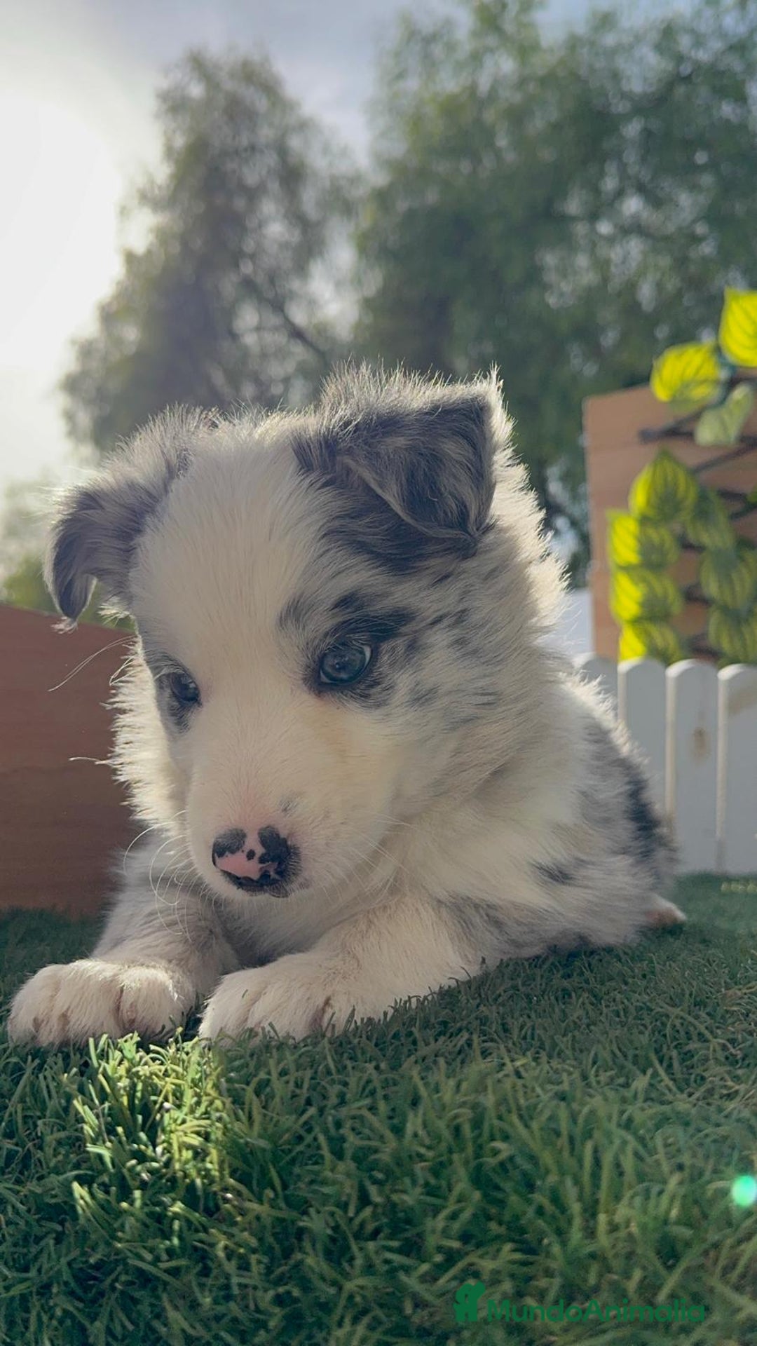 Border Collie perros en venta: BORDER COLLIE HEMBRA MERLE - Imagen 2