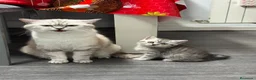 Británico de Pelo Corto gatos en venta: Gatos British Shortair - Anuncio 4