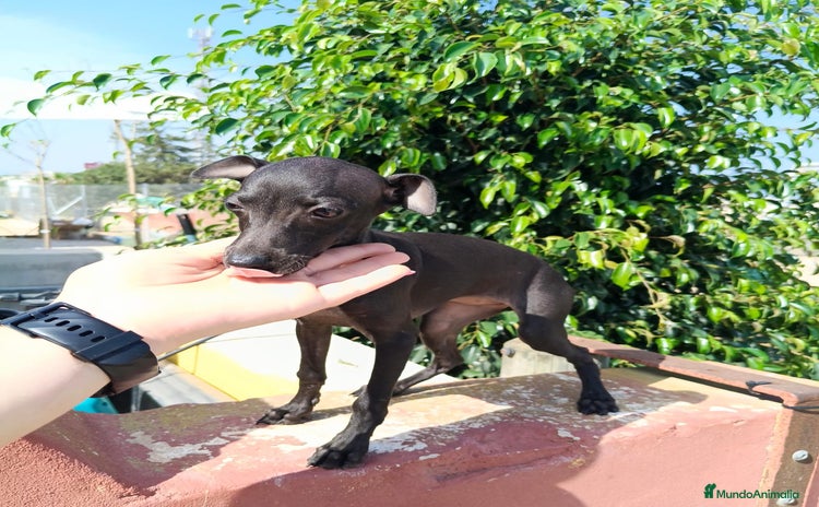 Pequeño Lebrel Italiano perros - Anuncio 2