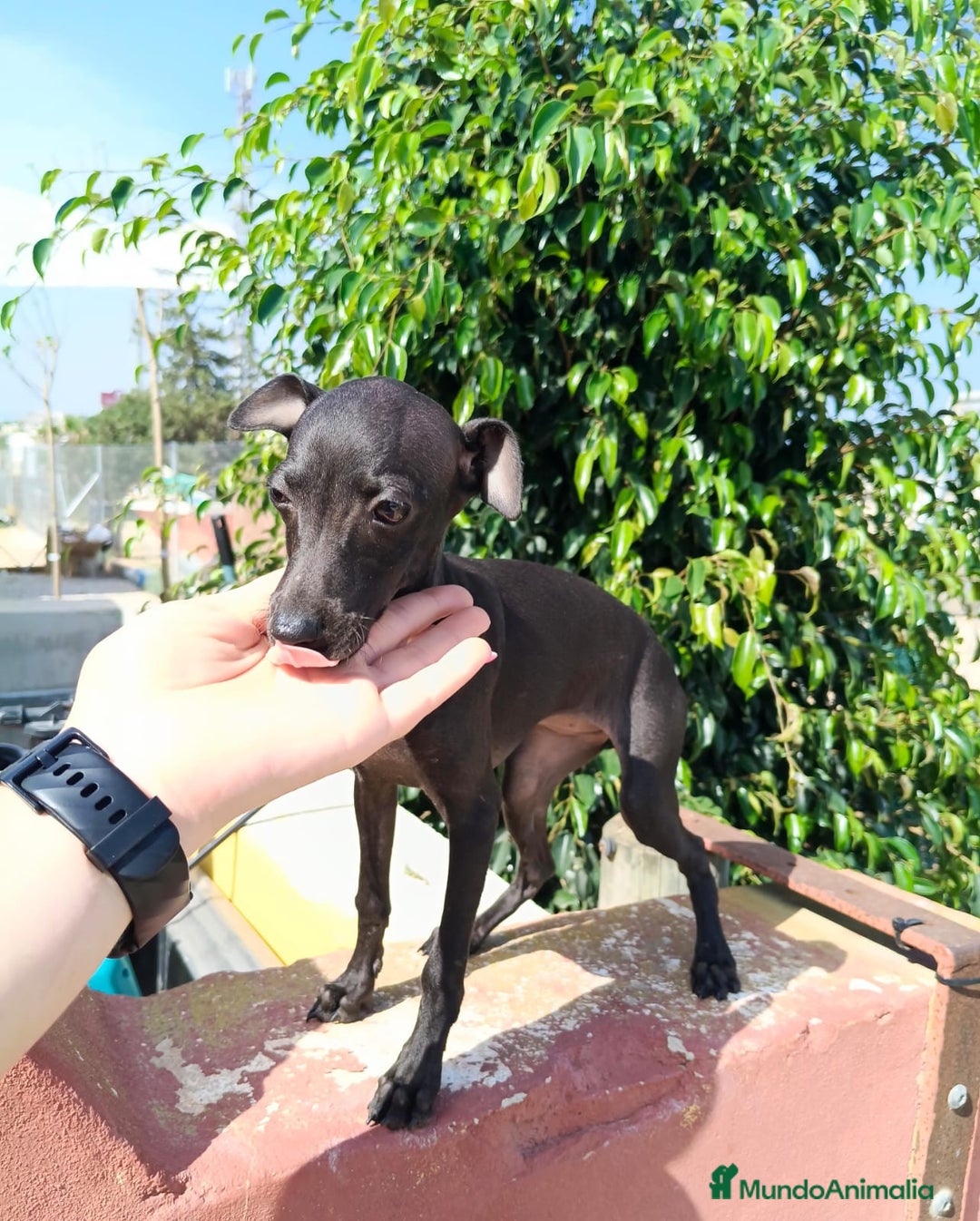 Pequeño Lebrel Italiano perros en venta: Picolo precio real  - Imagen 1
