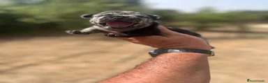 Bulldog Francés 1