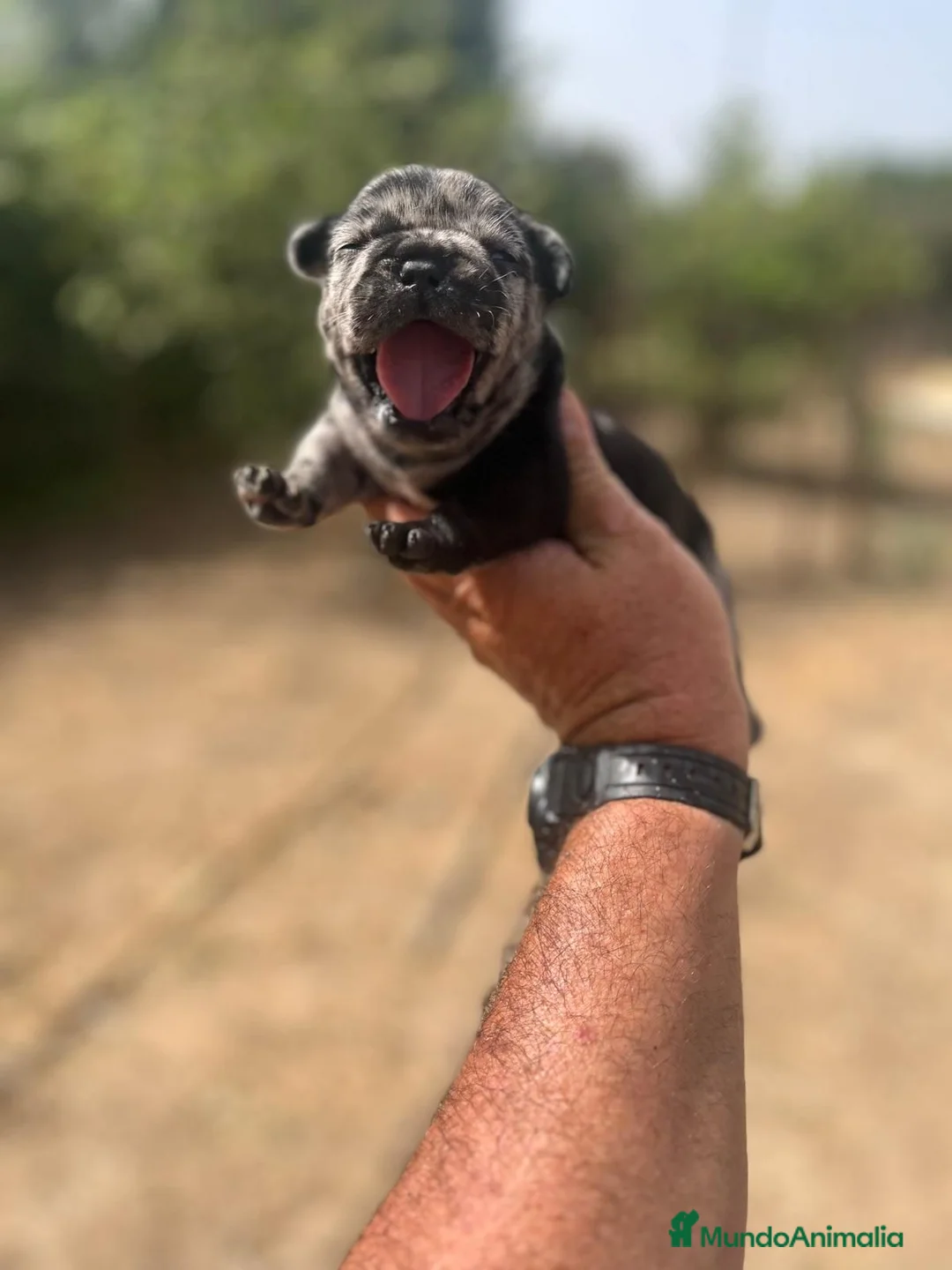 Bulldog Francés perros en venta: Bulldog frances merle black - Anuncio 3