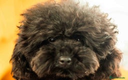 Caniche Toy perros en venta: Caniche toy rojo intenso - Anuncio 2