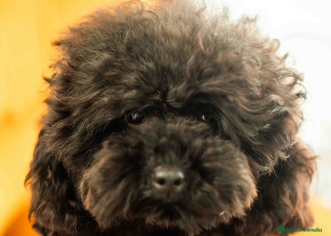 Caniche Toy perros en venta: Caniche toy rojo intenso - Anuncio 2