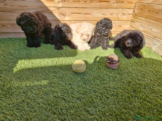 Caniche Toy perros en Barcelona - Anuncio 24