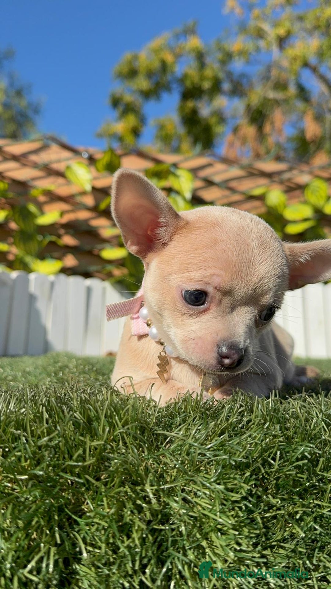 Chihuahua perros en venta: CHIHUAHUA HEMBRA - Anuncio 4