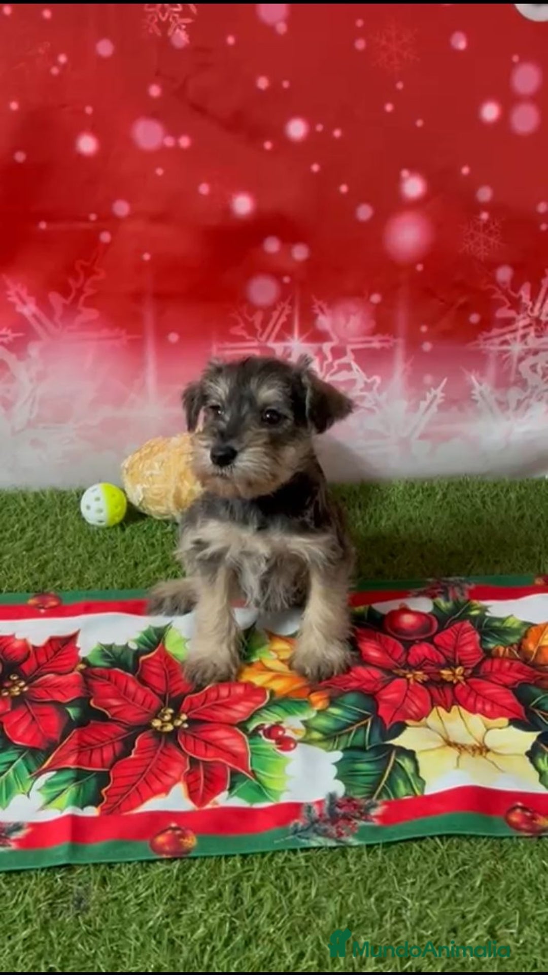 Schnauzer Miniatura perros en venta: SCHNAUZER MINI TOY  - Anuncio 3
