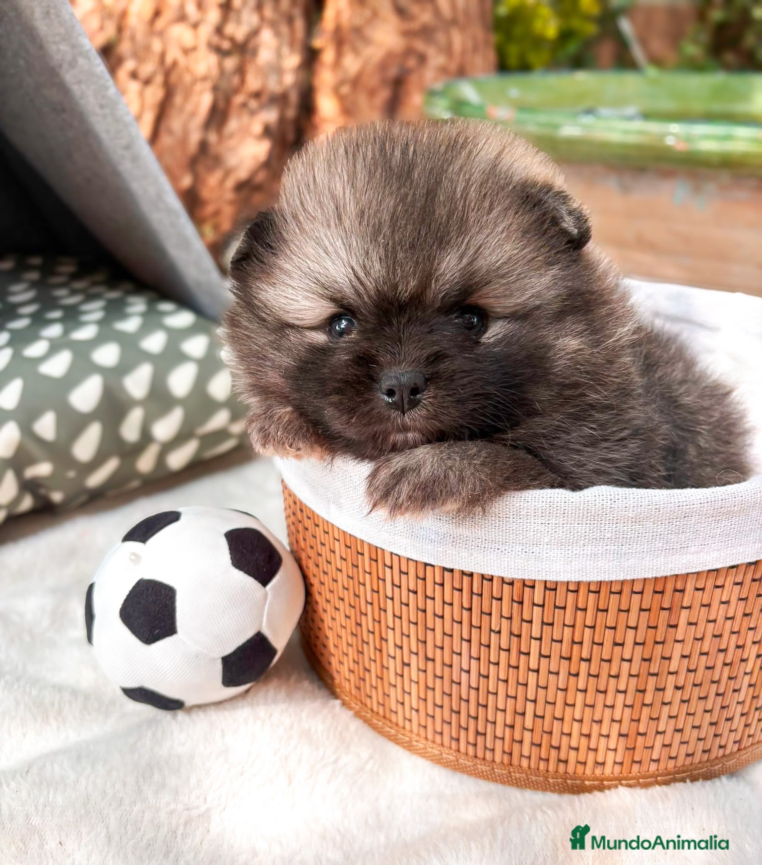 Pomerania perros Pomerania - Anuncio 1