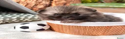 Pomerania perros en venta: Pomerania - Anuncio 1