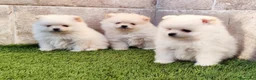 Pomerania perros en venta: Lulus de Pomerania  - Anuncio 1
