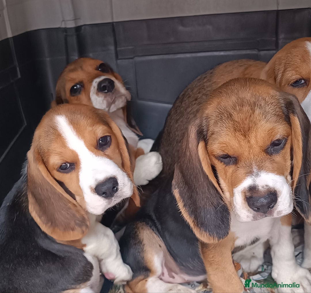 Beagle perros en venta: Cachorros de Beagle  - Imagen 7