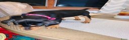 Pinscher Miniatura perros en venta: Pinscher mini socializados !!!  en Ciudad Real - Anuncio 3