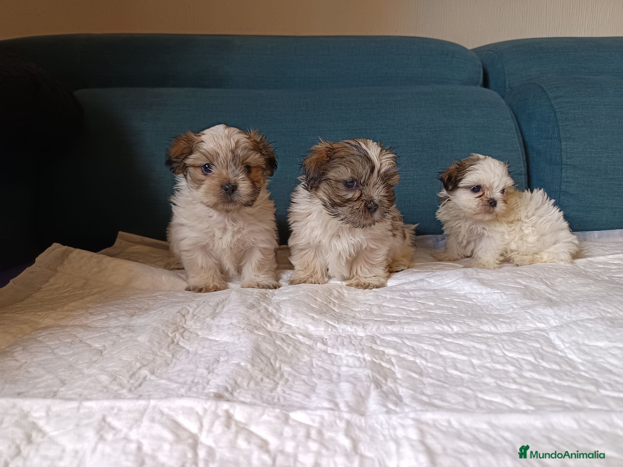 Shih Tzu perros MalShi. Shihtzu x Maltes - Anuncio 9