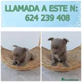 Chihuahua Cachorro 6