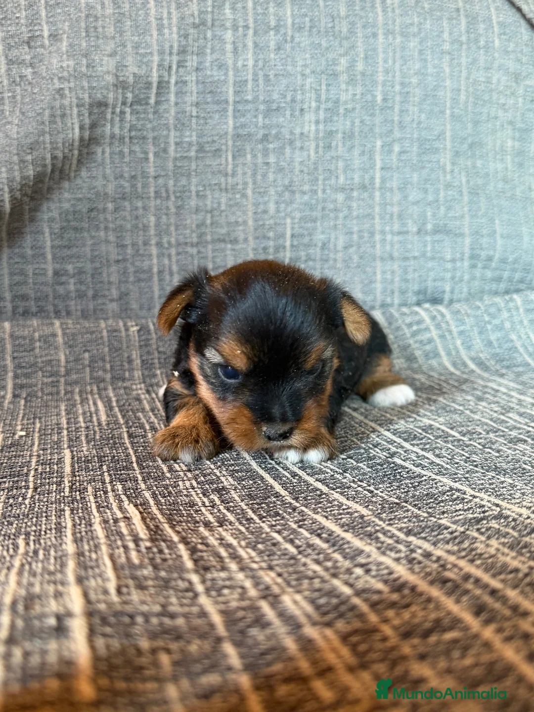 Yorkshire Terrier perros en venta: Yorkshire Terrier Cachorros - Anuncio 4