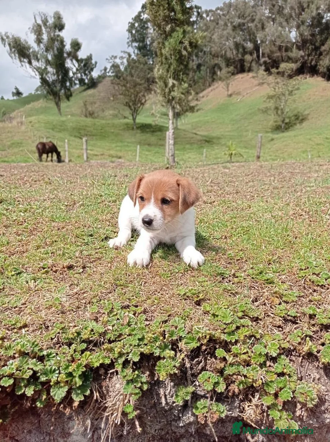 Jack Russell Terrier perros en venta: Cachorrillos Jack Russell Terrier !! - Anuncio 3