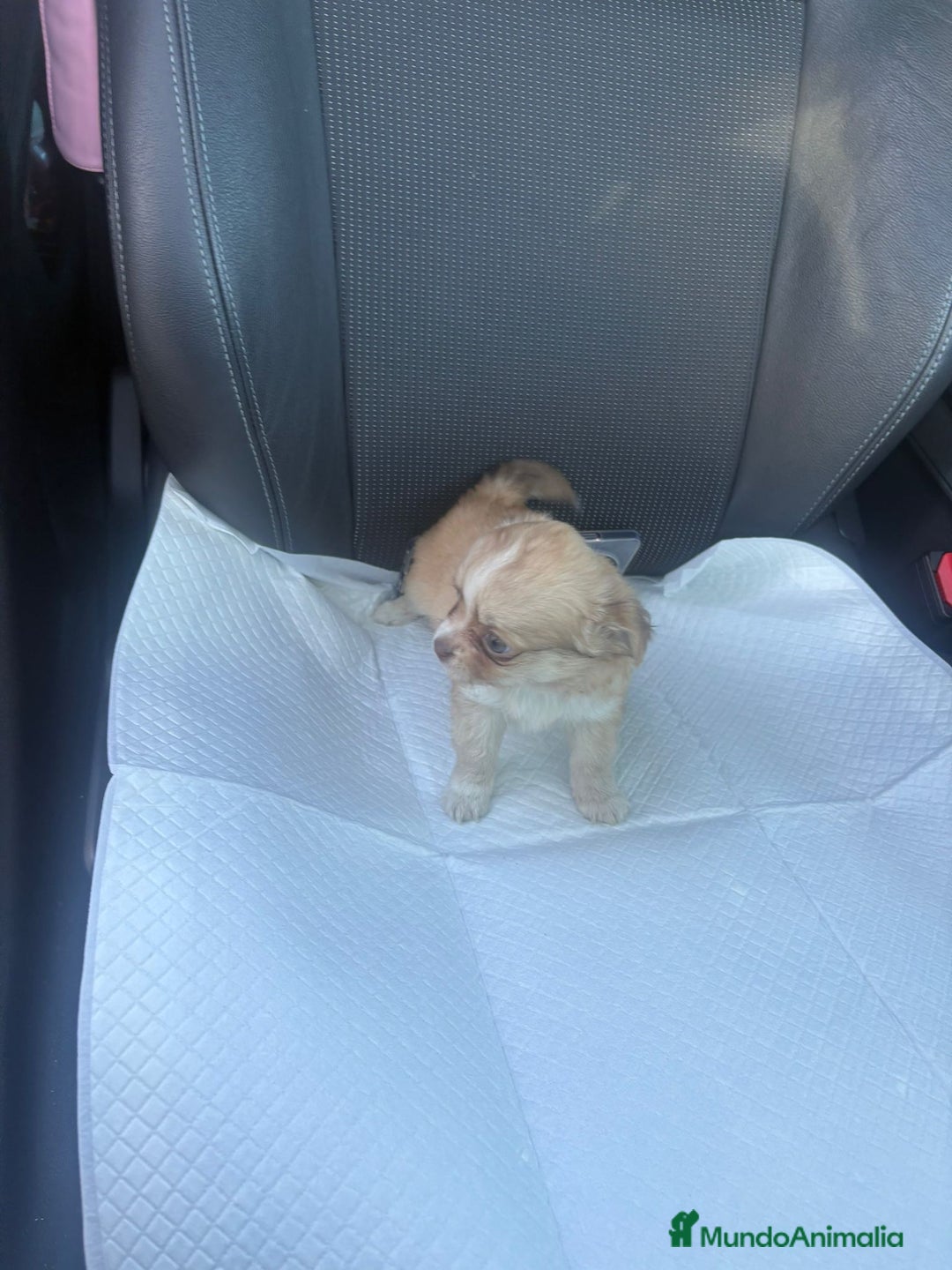 Chihuahua perros en venta: Chihuahua toy pelo largo hembra - Anuncio 2